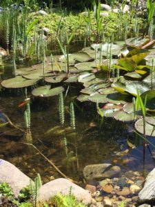 Aquatic plants thriving in this pond providing essential cover to fish
