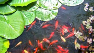 Goldfish swimming in a healthy garden pond