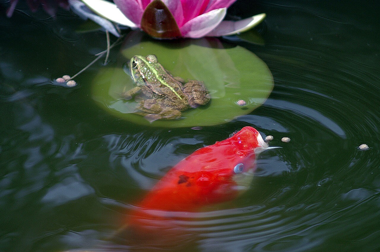 5-steps-to-building-a-koi-pond-and-installing-a-pond-liner