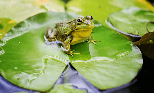 Add plants like this water lily. The leave provides a platform for frog to enter and exit the water