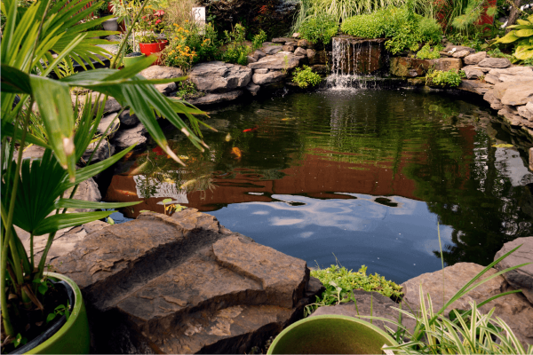 A garden pond which is well maintained resulting in healthy water, healthy fish and an eye-catching water feature