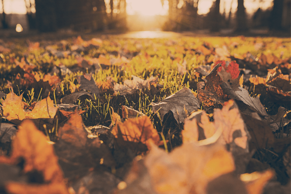 Autumn leaves covering lawn waiting to be raked and added to composter. Raking up leaves an important gardening task